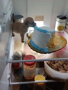 a dog standing on top of a refrigerator next to a cake and other food items