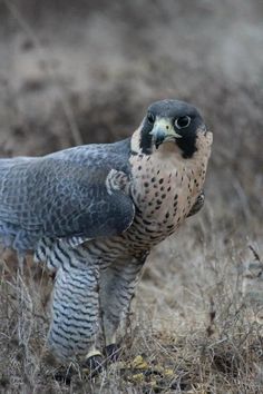 a large bird standing on top of a dry grass field