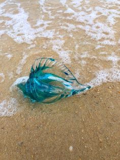 a dead fish on the beach with waves coming in