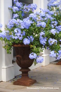 blue flowers are in a vase on the porch