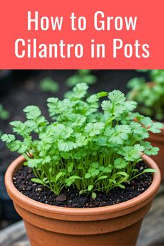 a potted plant with the words how to grow cilantro in pots on it