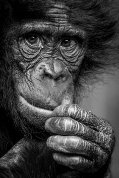 a black and white photo of a chimpan holding its hand to his mouth