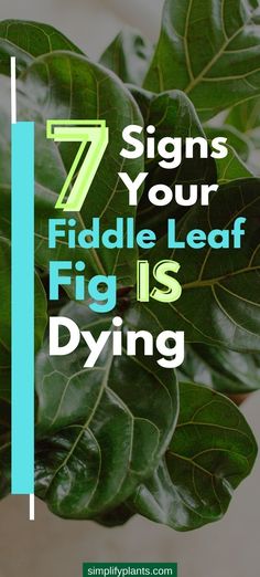 how to keep a fiddle leaf fig alive
My Fiddle Leaf Fig is Dying
Is My Fiddle Leaf Fig in Trouble?
Recognizing Signs of a Dying Fiddle Leaf Fig
7 Signs Your Fiddle Leaf Fig is in Distress
Help! My Fiddle Leaf Fig is Fading
Is Your Fiddle Leaf Fig in Crisis?
Fiddle Leaf Fig Health Warning Signs
Identifying a Dying Fiddle Leaf Fig
Rescue Tips for a Dying Fiddle Leaf Fig
Save Your Fiddle Leaf Fig from Dying
Fiddle Leaf Fig Care Troubles
How to Revive a Dying Fiddle Leaf Fig
Troubleshooting a Dying Fig Plant Indoor, Fiddle Leaf Fig Care, Fiddle Fig Tree, Fiddle Tree, Fiddle Leaf Tree, Fig Plant, Fiddle Fig, Ficus Lyrata, Fiddle Leaf Fig Tree