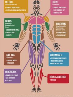 an image of the muscles and their functions in human body diagram with text on pink background