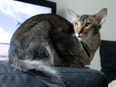 a cat sitting on top of a black couch