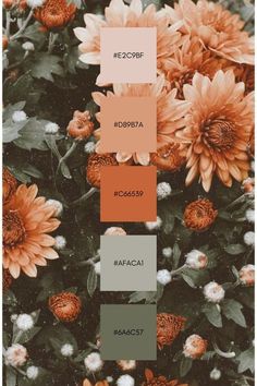 an image of some flowers that are in the color orange and grey, with different shades