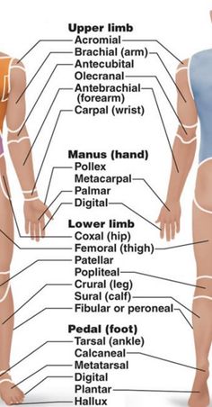 Print A&P 1 flashcards - Easy Notecards Serous Membrane, Sagittal Plane, Thoracic Cavity, Teas Test, Muscular System, Lower Limb, Body Cells, Endocrine System