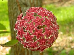 a close up of a flower on a tree