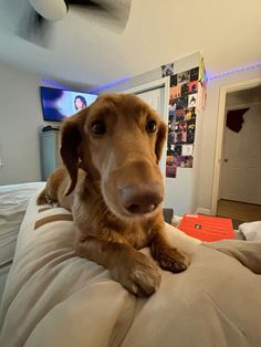 a brown dog laying on top of a bed