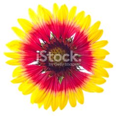 the top view of a yellow and red flower on a white background with clipping