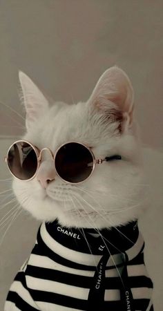 a white cat wearing sunglasses and a black and white striped shirt with the name chanel on it