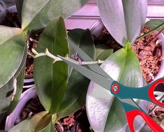 a pair of red scissors sitting on top of a potted plant next to green leaves