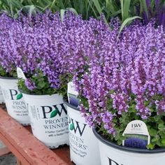 purple flowers are in white buckets on a bench