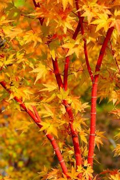 an orange tree with yellow leaves in the fall season is photographed from above, and has red stems on both sides