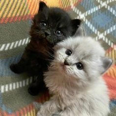 two small kittens sitting next to each other on a blanket