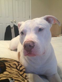 a white dog laying on top of a bed next to a zebra print pillow cover