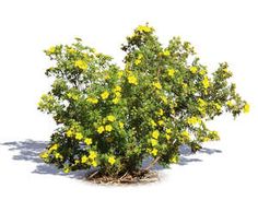 a small bush with yellow flowers on it