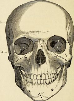 an old drawing of a human skull