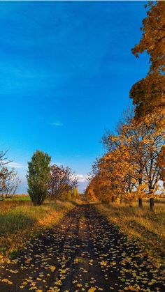 an empty road surrounded by trees with yellow leaves on the ground and blue sky in the background