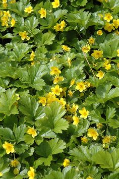 some yellow flowers are growing in the grass and on the other side is green leaves