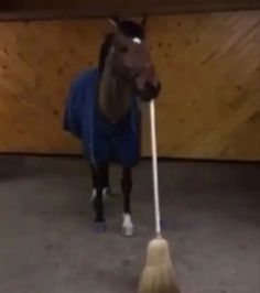 a horse wearing a blue jacket and standing next to a broom