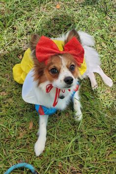 a small dog wearing a costume on the grass