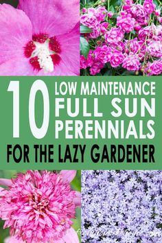 flowers with text overlay that says 10 maintenance full sun perennials for the lazy gardener