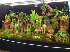 an arrangement of plants and trees on display