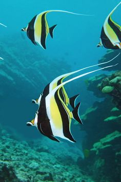 several black and white fish swimming in the ocean