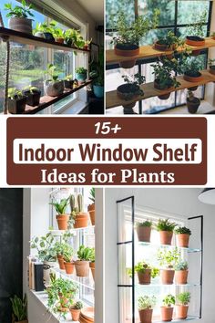 indoor window shelf ideas for plants that are easy to grow in the windowsills