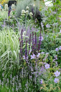 the garden is full of purple flowers and green plants, including lavenders in the foreground