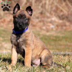 a small brown and black dog sitting in the grass