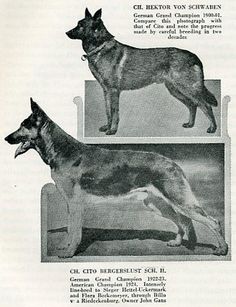 an old german shepard dog is shown in this advertisement