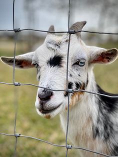 a close up of a goat behind a fence with grass in the backgroud