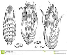 corn on the cob with kernels and seeds stock photo - image 34987