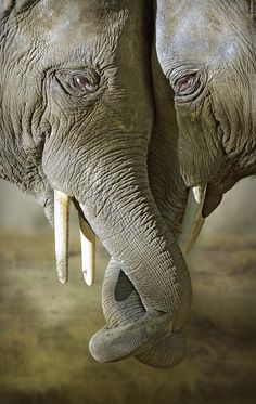 two elephants standing next to each other with their trunks touching the ground and looking at the camera