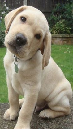 a white puppy sitting on top of a rock in front of a green lawn area