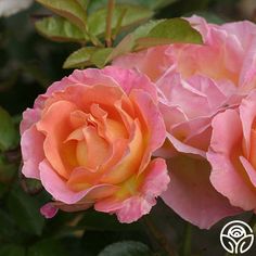 two pink roses with green leaves in the foreground and an orange rose in the background