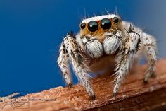 a close up of a jumping spider on a wooden branch with blue sky in the background