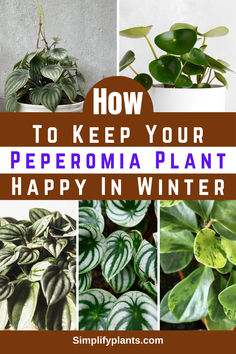 how to keep your peperoma plant happy in winter