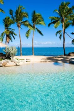 palm trees line the shore of a tropical beach