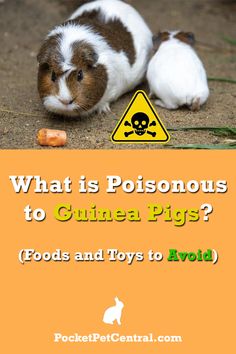 a brown and white guinea pig laying on the ground next to a sign that says, what is poisonous to guinea pigs? foods and toys to avoid