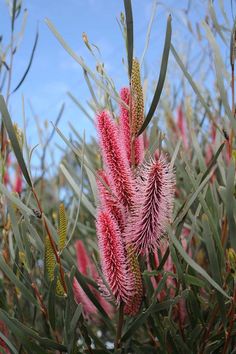 some very pretty pink flowers by some green leaves and blue sky with clouds in the background