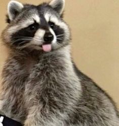 a raccoon sticking its tongue out while sitting down