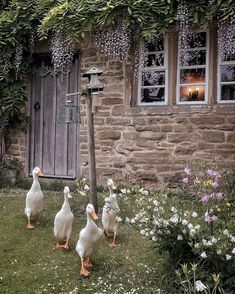 four ducks are walking in front of a house with flowers and vines on the side