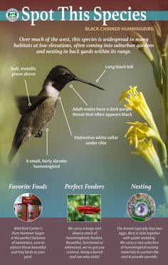 a hummingbird flying over a yellow flower with information about its parts and the words, spot this species