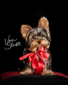 a small dog sitting on top of a red pillow with a ribbon around it's neck