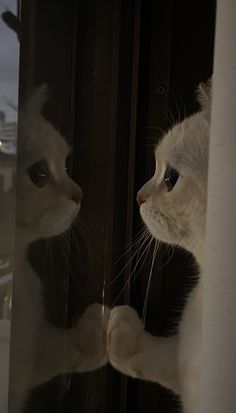 two white cats looking at each other through the glass window in front of them,