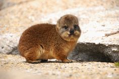 a small brown animal sitting on top of a rock