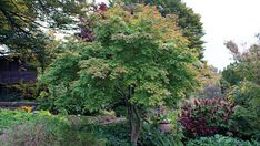 a large tree in the middle of a garden